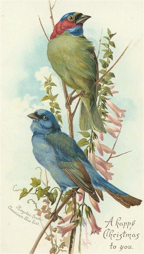 Pin by 7 FOR ALL MANKIND on greetings+ | Vintage birds, Bird prints, Bird illustration