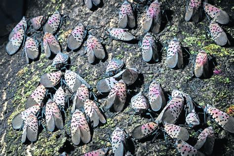 Spotted lanternfly eggs are now hatching across much of Pennsylvania - pennlive.com