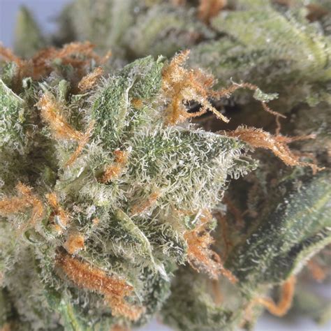 Hybrid Strains | Buy Hybrid Strains Online | Top Shelf Express