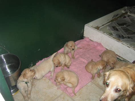 Golden Retriever puppies 4 by Tari-Stock on DeviantArt