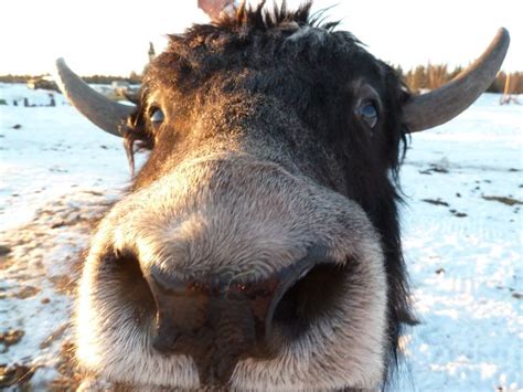 Pin by Jim Durham on Mongolia #1 Cattle Breeds | Yak, Animal pictures ...