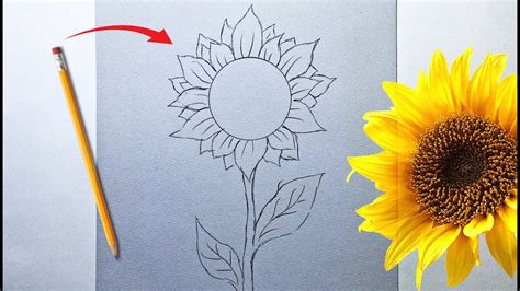 Gobernar Ejecución Descanso girasoles dibujos a lapiz comprador Esmerado Regulación