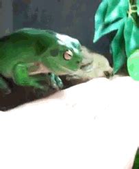 white's tree frog amphibian gif | WiffleGif