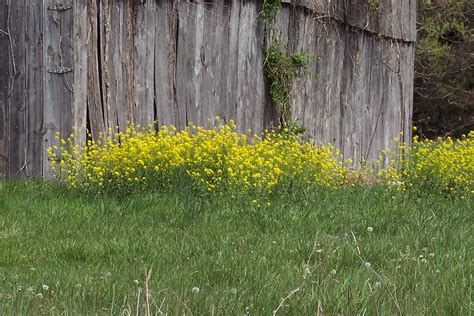 kentucky state flower goldenrod - Towanda Scanlon