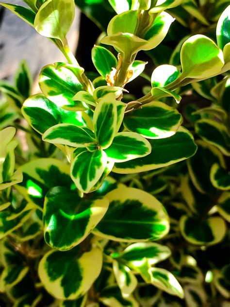 Variegated Boxwood Shrubs For Sale Online | The Tree Center