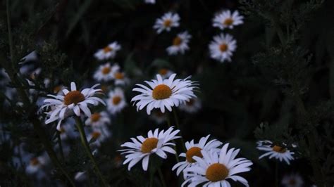 Daisy Aesthetic Computer Wallpapers - Top Free Daisy Aesthetic Computer Backgrounds ...