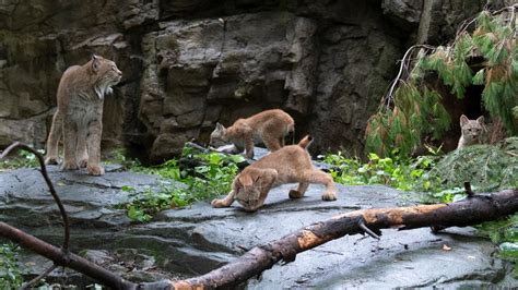 Canada lynx cubs debut at Queens Zoo | FOX 5 New York