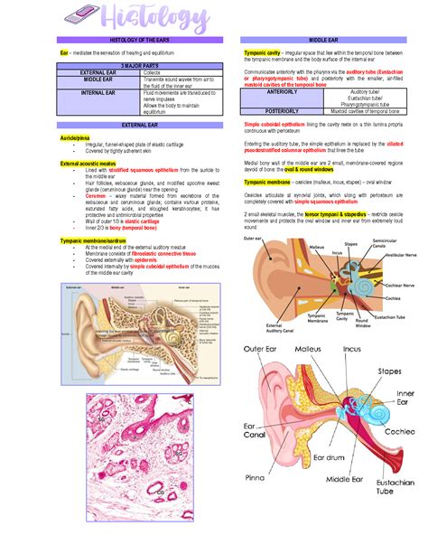 External Auditory Meatus Histology