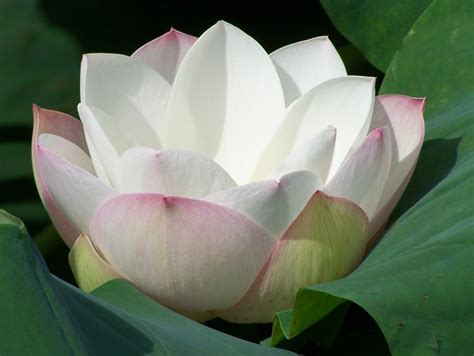 White Lotus Pond of Muan – Somewhere in Dhamma