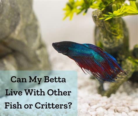 10 Best Tank Mates for Bettas and Betta Fish in a Community Tank ...