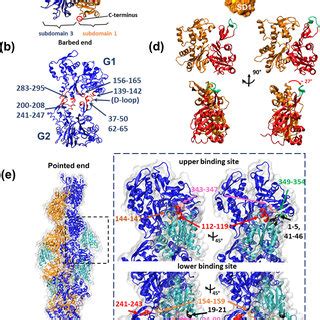 The classical view of G-actin subunit structure, intrastrand G-actin... | Download Scientific ...