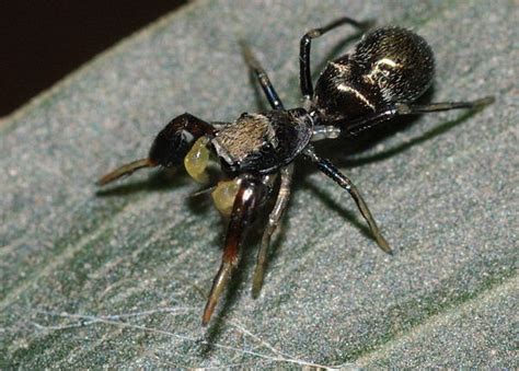 Small Black Ant-mimicking Spider - Myrmarachne sp.