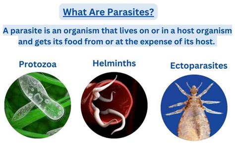 What Are Parasites?-Classification, Mode of Transmission, And Examples