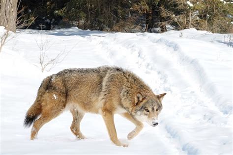 Wolf Size Comparison: How Big Are Wolves Really? (2022)