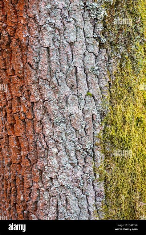 Common oak (Quercus robur) bark closeup Stock Photo - Alamy