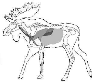 Moose Diagram of Vital Zones | Moose hunting, Deer hunting season, Hunting