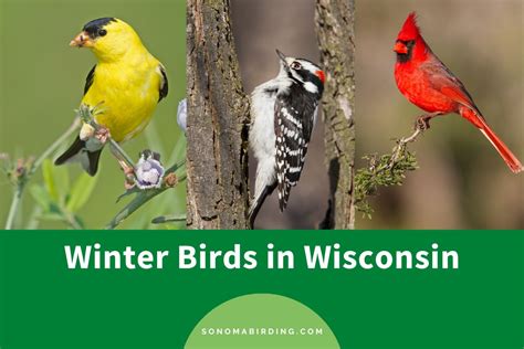 15 Winter Birds in Wisconsin (With Pictures) - Sonoma Birding