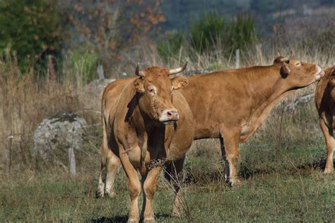 HD wallpaper: cow, race, aubrac, breeding, herd, livestock, animal ...