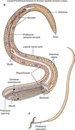 Phylum Nemertea Flashcards | Quizlet