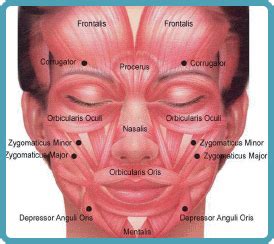 Medical Transcription: Facial muscles
