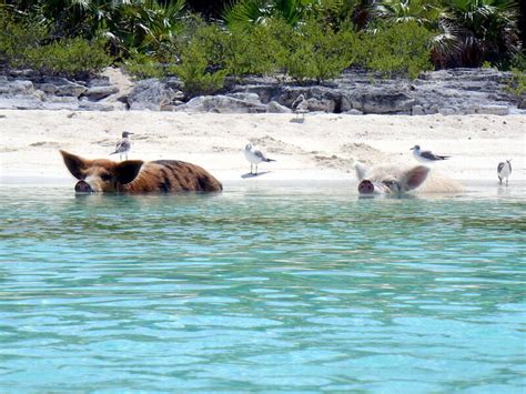 Animal Islands: Seven Islands Ruled by Creatures Great and Small ...