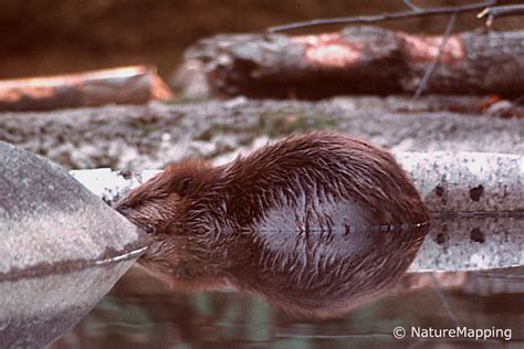 Beaver Facts for Kids - NatureMapping