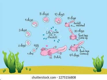 Life Cycle Of Axolotl