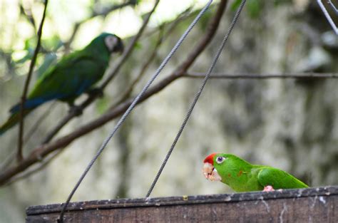 9 Animals You Can See in El Yunque National Forest | PR Activities