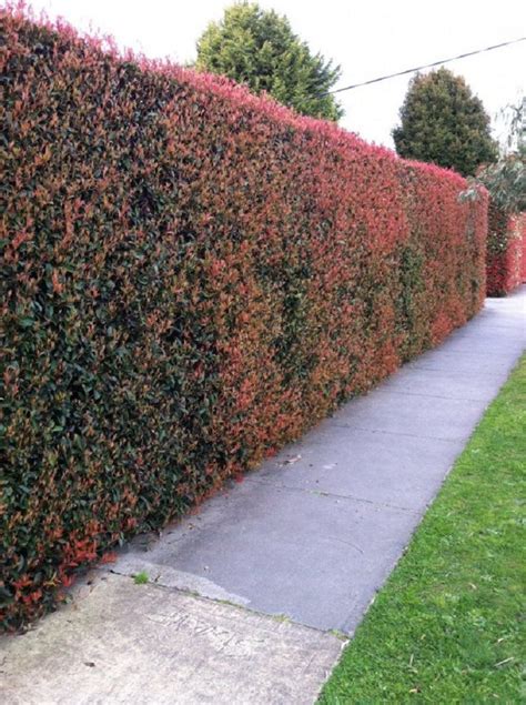 Top 10 Best Plants for Hedges and How to Plant Them in 2023 | Garden ...