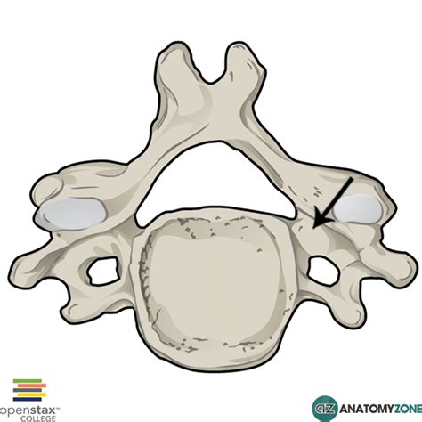 Pedicle - AnatomyZone