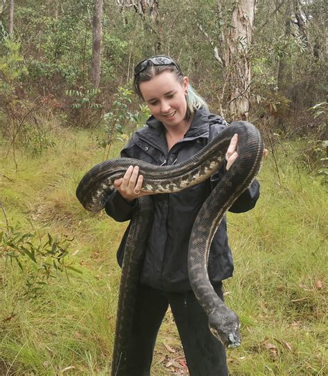 This is the largest Coastal Carpet Python that we relocated last season ...