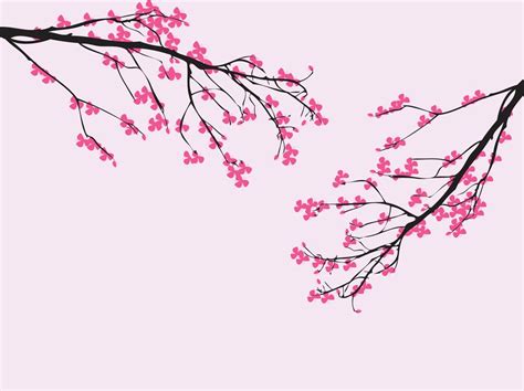 Vector Cherry Blossom | Cherry blossom drawing, Cherry blossom vector ...