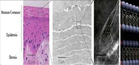 STRATUM CORNEUM (TOPMOST 15 μm LAYER) IS THE MAIN BARRIER | Download Scientific Diagram