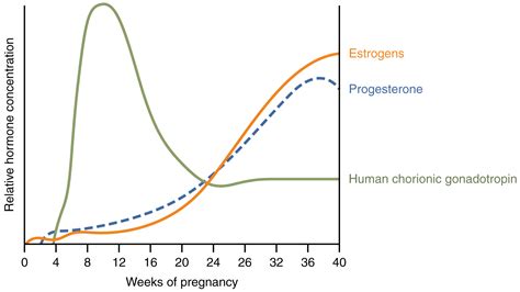 28.4: Maternal Changes During Pregnancy, Labor, and Birth - Medicine LibreTexts