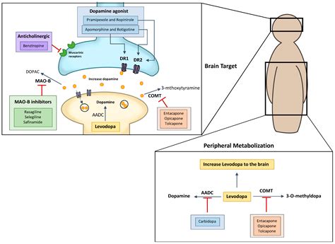 Pharmaceutics | Free Full-Text | Importance of Nanoparticles for the ...