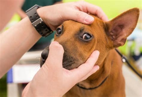 8 Common Eye Problems in Dogs | PetMD