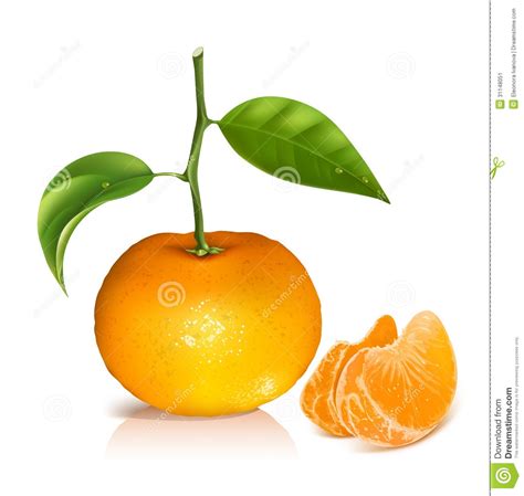 Tangerine clipart 20 free Cliparts | Download images on Clipground 2024