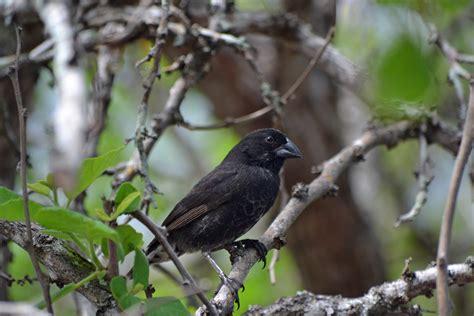 Darwin’s finches may face extinction | UNews