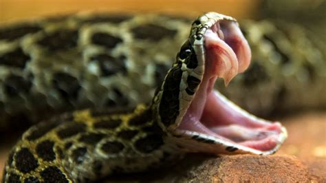 Which came first: Snake fangs or venom? | Live Science