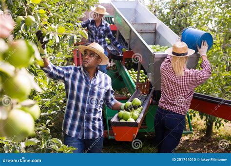 Workers Harvesting Ripe Apples Using Sorting Machine Stock Photo - Image of harvest, fruits ...