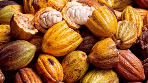 ¿Qué es un clon de cacao? | Oficina Nacional de Semillas