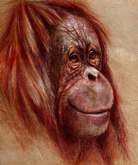 Orangutan Smiling - Sketch Drawing by Svetlana Ledneva-Schukina