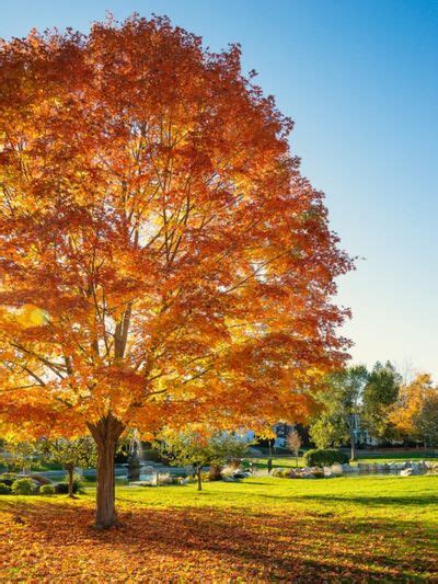 Best Shade Trees Northeast Region Planting New England Shade Trees | gardeningknowhow