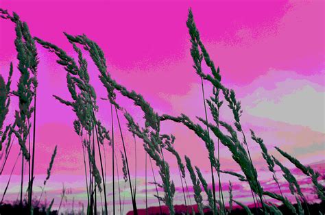 Tall Grass Pink Sunset Digital Art by Lisa Holland-Gillem - Fine Art America