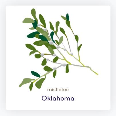 Oklahoma State Flower: Mistletoe #art #design | Oklahoma, Plant leaves, Flowers