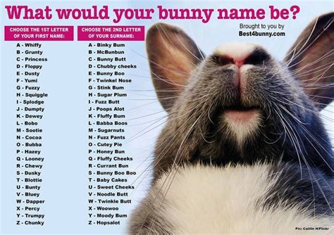 Best4bunny | Rabbit Care Advice | Pet bunny, Bunny names, Bunny