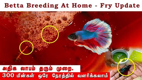 Betta breeding update Day 2 | அதிக குட்டிகளை வளர்ப்பது எப்படி ? - YouTube