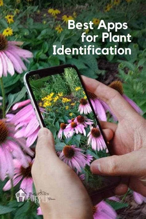 Plant identification apps - ID a plant on the go | Pretty Purple Door Unique Plants, Cool Plants ...