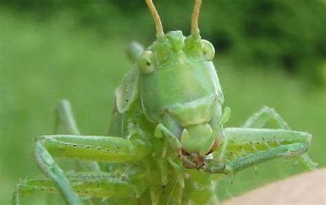 Grasshopper close up by go4music on DeviantArt