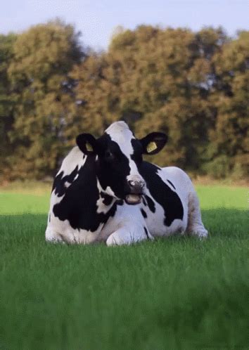 Cows GIF - Cow Chew Grass - Discover & Share GIFs | Cow, Cute cows, Cattle